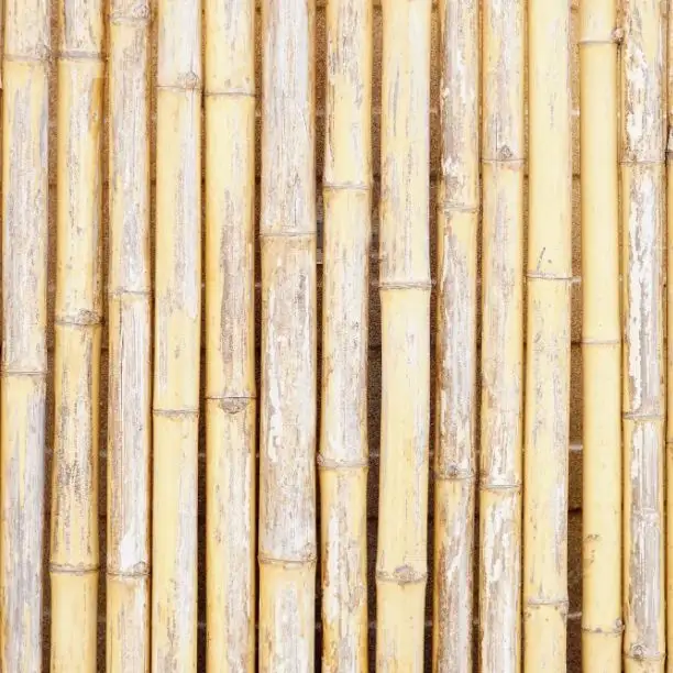 Estacas de jardín de bambú de caña de bambú originales de caña natural respetuosas con el medio ambiente 100% para plantar agricultura