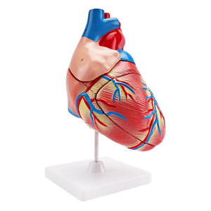 3D <strong>Human</strong> Anatomical Model <strong>Human</strong> Heart Model for One-stop Supplier Medical Science Plastic Jumbo Model - Product Image 2