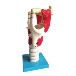 Medical Teaching Human Functional Enlarged Anatomical <strong>Larynx</strong> Model - Product Image 3