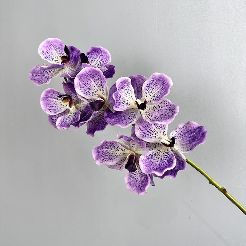 7 têtes de Viandaian collées, violet clair E21