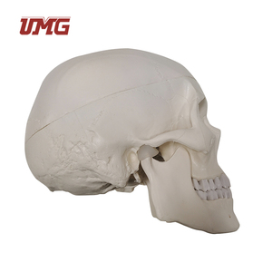 İnsan yaşam boyutu plastik PVC İnsan taklit kafatası modeli (3 bölümden oluşmaktadır) - Product Image 1