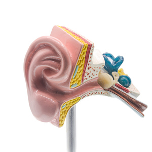 Baz ile 1.5 ve 1.0 kez insan kulak anatomisi modeli-profesyonel PVC dış orta iç kulak yapısı simülasyon modeli - Product Image 6