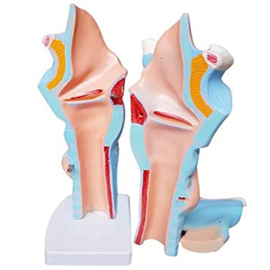 <strong>Human</strong> Anatomical PVC Simulation Magnified Larynx Model for Medical Training - Product Image 3