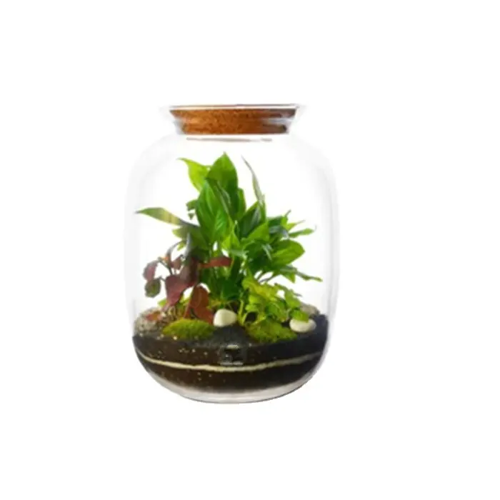 Juego de terrario para plantas DIY, 5 terrarios grandes cerrados de vidrio reciclado de 15 litros para plantas
