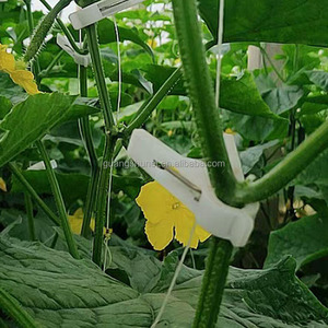 Malla para enrejados al cultivar, enrejados, tomates y verduras como pepinos, melones, pinzas para enredaderas - Product Image 4