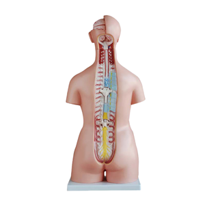ADA tıbbi Hermaphrodite insan kafası, boyun, torso modeli 33 parça ve insan kafası, boyun ve torso modeli 40 parça - Product Image 6