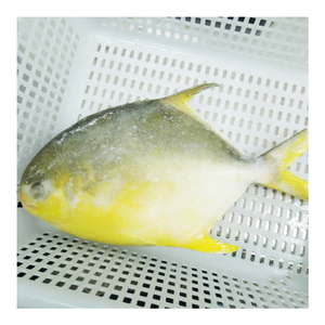 Çin çiftlik istikrarlı tedarik ve rekabetçi fiyat ile satışa IQF dondurulmuş altın Pompano balık altın Pomfret kaldırdı - Product Image 1