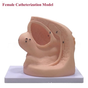 Male Urinary Catheterization Training <strong>Simulator</strong> Nursing Teaching <strong>Model</strong> Bladder for Urethral Catheterization Medical Science - Product Image 4