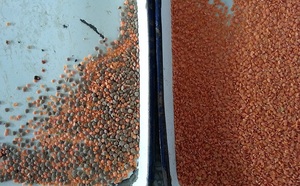 Máquina clasificadora óptica más vendida, limpiador de granos de Color café de 192 canales para nueces de cacao Longbow Factory, maíz de soja - Product Image 6