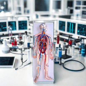 DARHMMY Medical Science <strong>Human</strong> Blood Circulatory System Model - Product Image 3