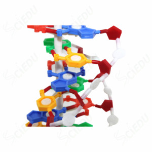 DNA Model Biology Educational Anatomical Plastic DNA <strong>Structure</strong> Model - Product Image 3