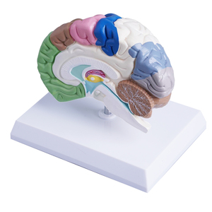 Scheletro umano modello anatomico espositore regalo medico di colore del corpo umano emisfero destro area funzionale modello del cervello - Product Image 5