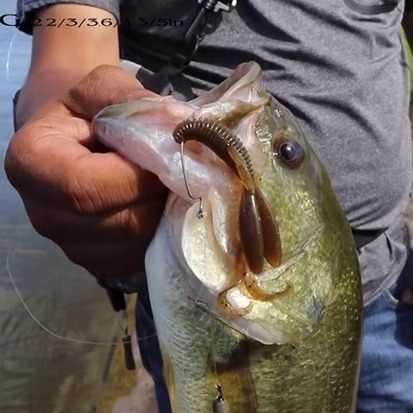 STEEZ HOG 3.6 Long-armed Shrimp