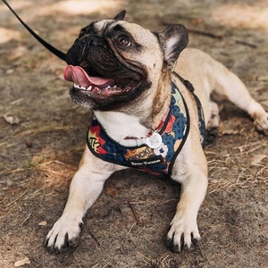 Customized Barcode, QR <strong>Code</strong>,website Laser Names Round Bone square Epoxy Dog Animal Pet Id Collar Tag NFC hang Tag RFID Chip - Product Image 6
