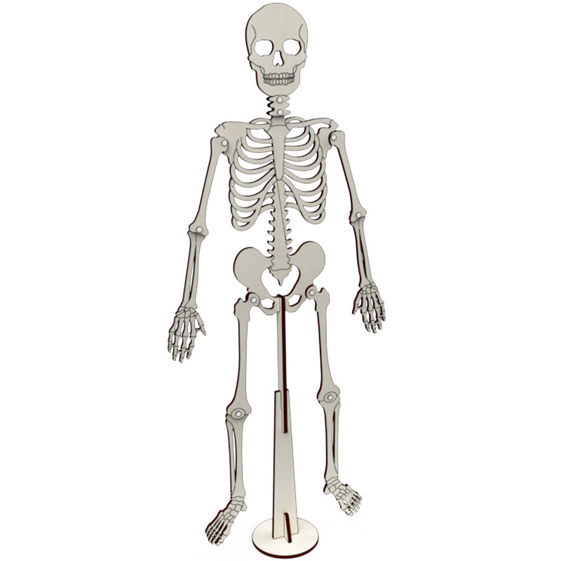 human skeleton