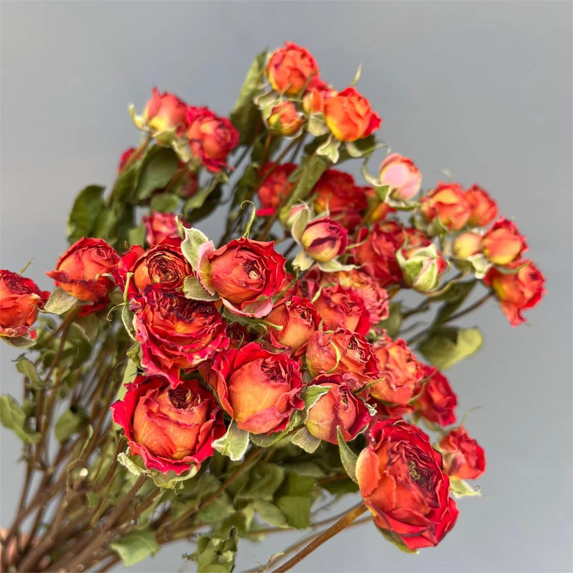 Cloche orange-10 branches-30 capitules