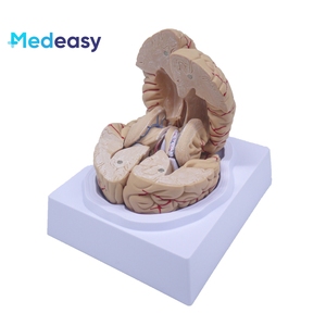 脑模型，脑解剖模型，脑干模型，脑结构模型神经学 - Product Image 6
