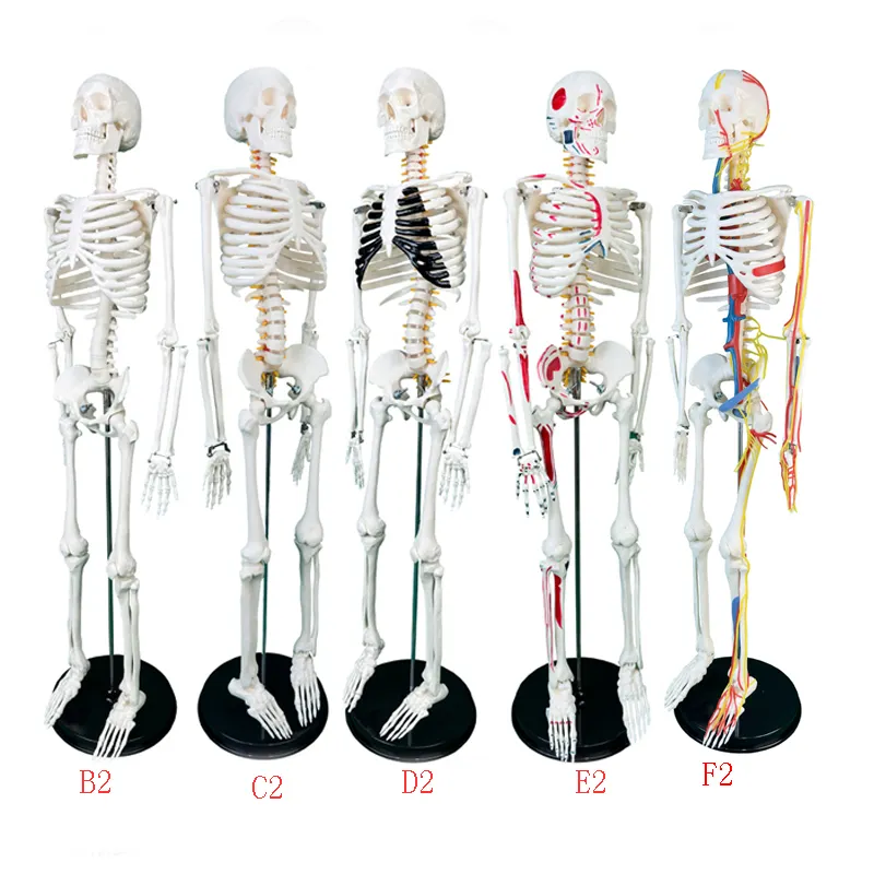 Modelo de anatomía de esqueleto de hueso humano, alta calidad, 85CM, con puntos de inicio y extremo musculares, productos de enseñanza