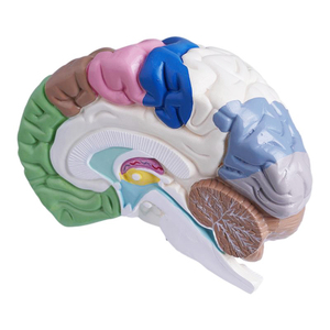 Scheletro umano modello anatomico espositore regalo medico di colore del corpo umano emisfero destro area funzionale modello del cervello - Product Image 4