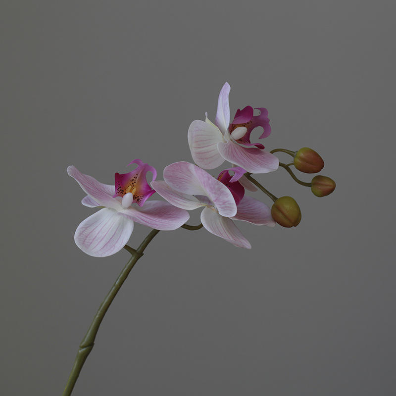 สีชมพูอ่อน 3 หัว