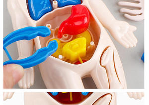 โมเดลรูปอวัยวะมนุษย์สำหรับสอนวิทยาศาสตร์3D ของเด็กประกอบกันด้วยตนเองของเล่นเพื่อการศึกษาปฐมวัย