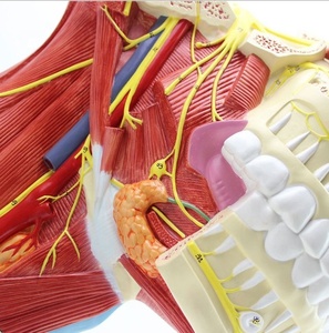 İnsan kranial ve sinir anatomik modeli beyin sinir modeli kranial sinir sistemi anatomisi modeli büyütülmüş burun vasküler kas - Product Image 4