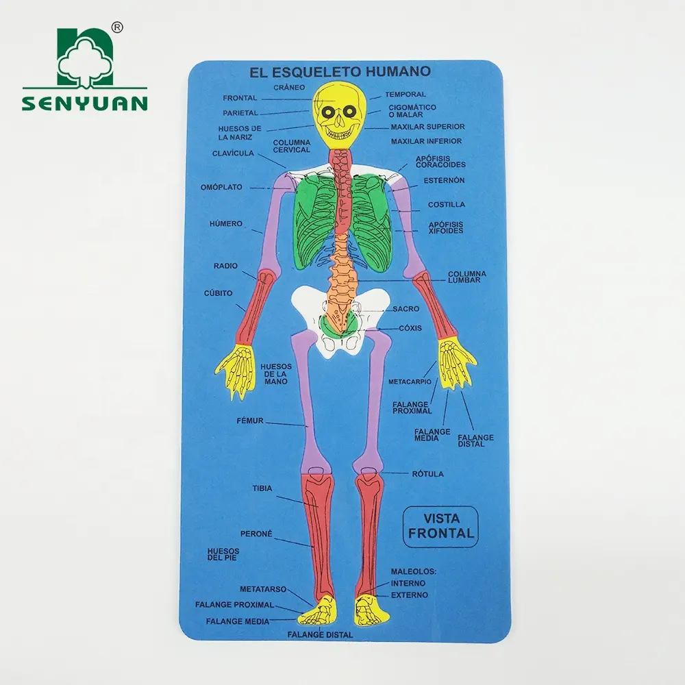 Chất lượng cao Skeleton EVA 3d giáo dục jigsaw bọt câu đố cho trẻ em