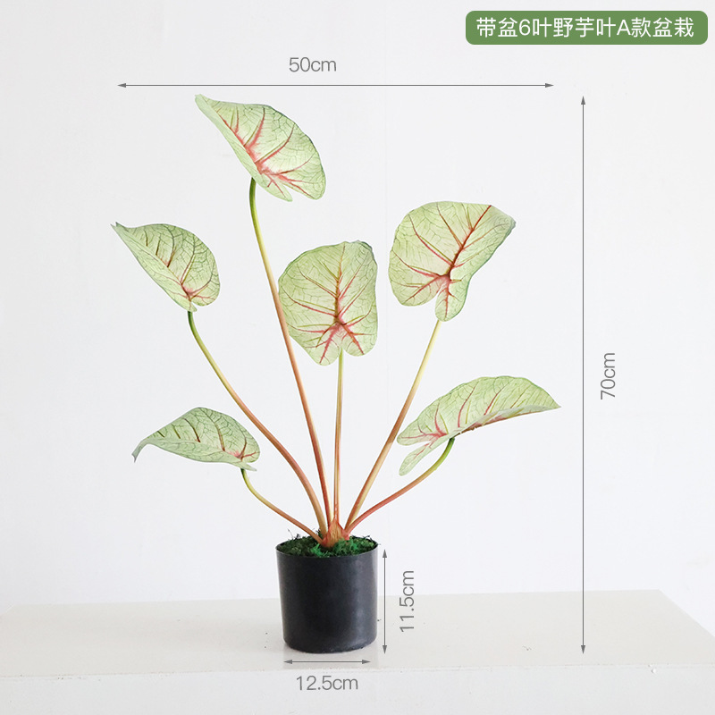 Feuille de taro sauvage en pot - 6 feuilles - style plante en pot
