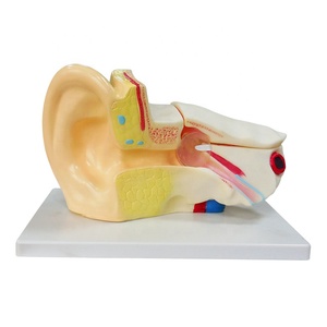 Tıp eğitimi için plastik kulak modeli anatomik 3d insan kulak modeli 3 kez büyütme modeli - Product Image 2