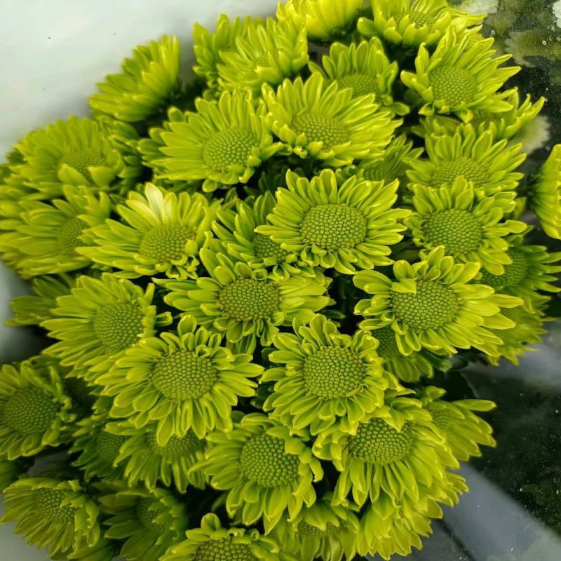 Green elf 10