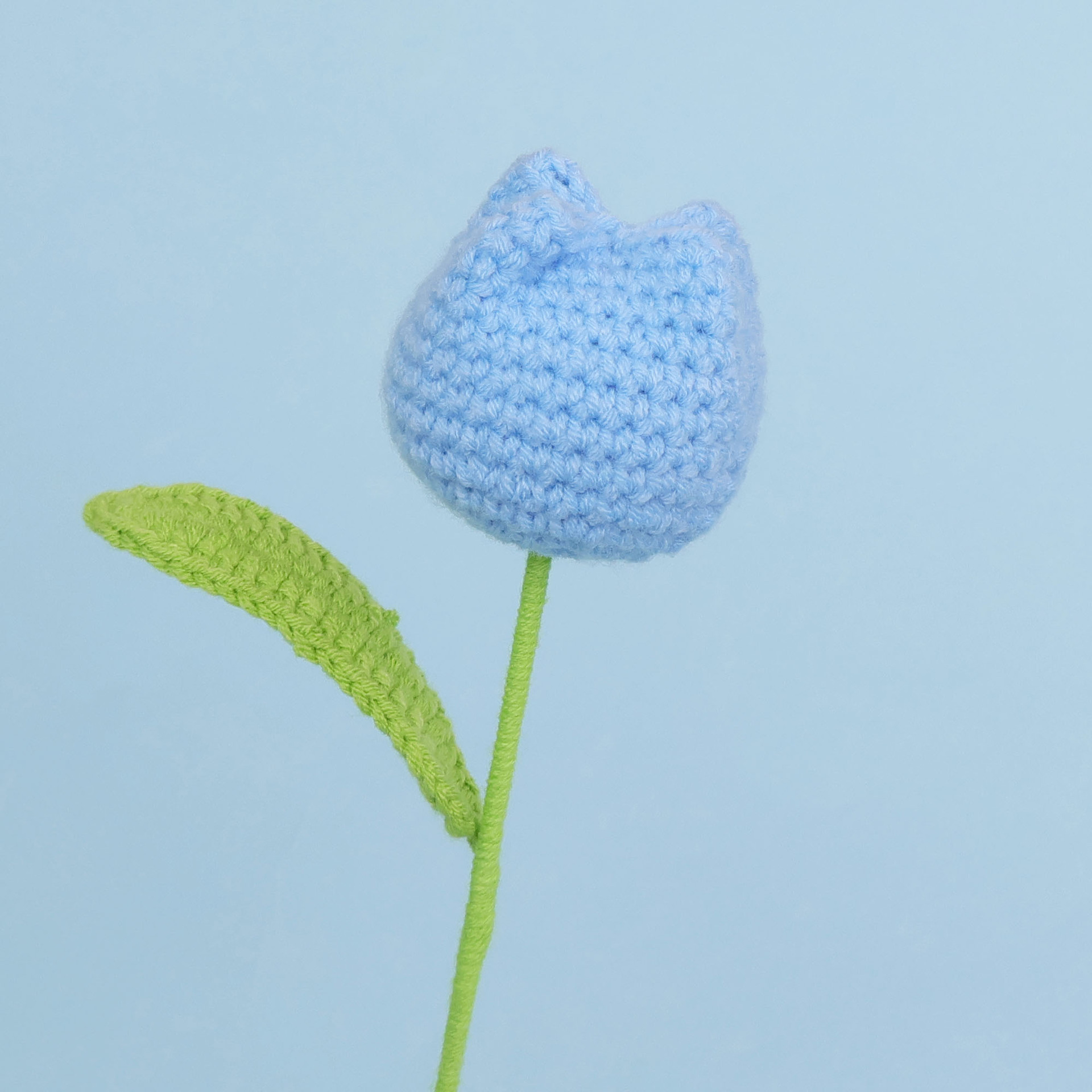 Tulipe bleu-graisse simple-grande