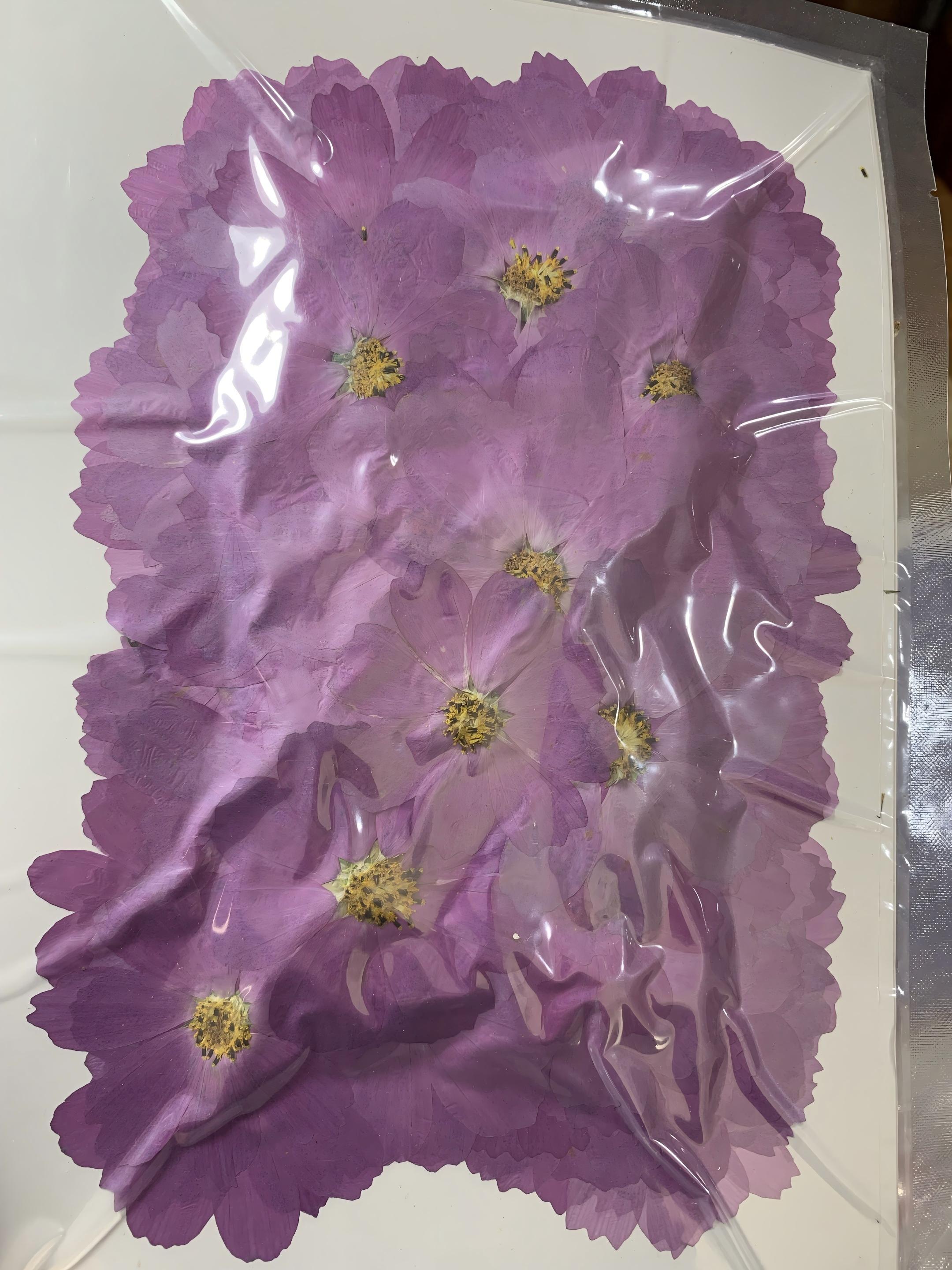 Rosa viola 100pz