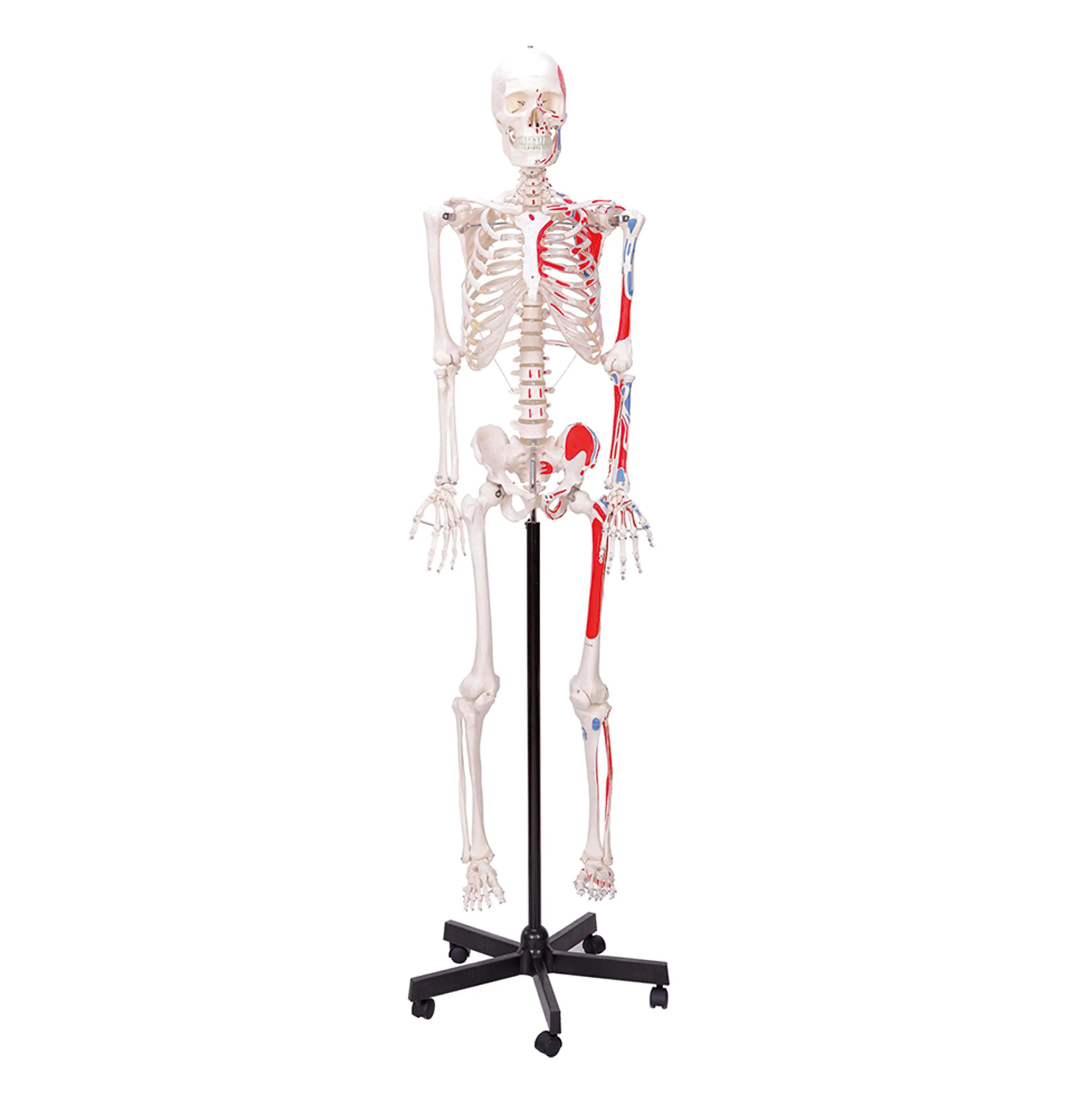 O mais novo modelo de ensino de esqueleto modelo de anatomia humana crânio