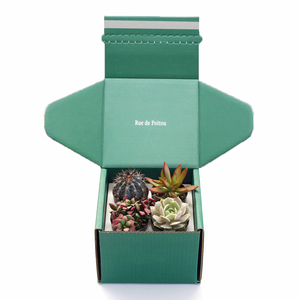 Custom Printing Paper Die Cut Succulent Cactus Live Succulent Pot Plant Shipping Box for Plant Packaging Box - Product Image 5