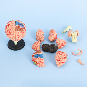 Modello di cervello assemblato modello anatomico rimovibile di strutture cerebrali 4D - Product Image 3