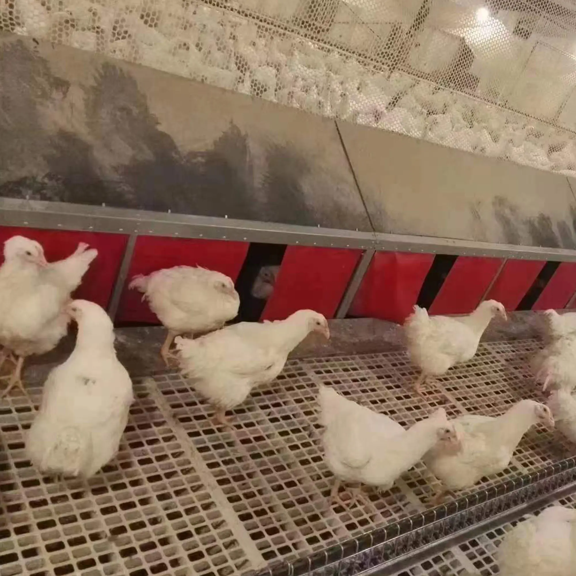 Attrezzatura per l'alimentazione agricola dell'allevamento del pollo del nido dell'uovo agricolo della fabbrica