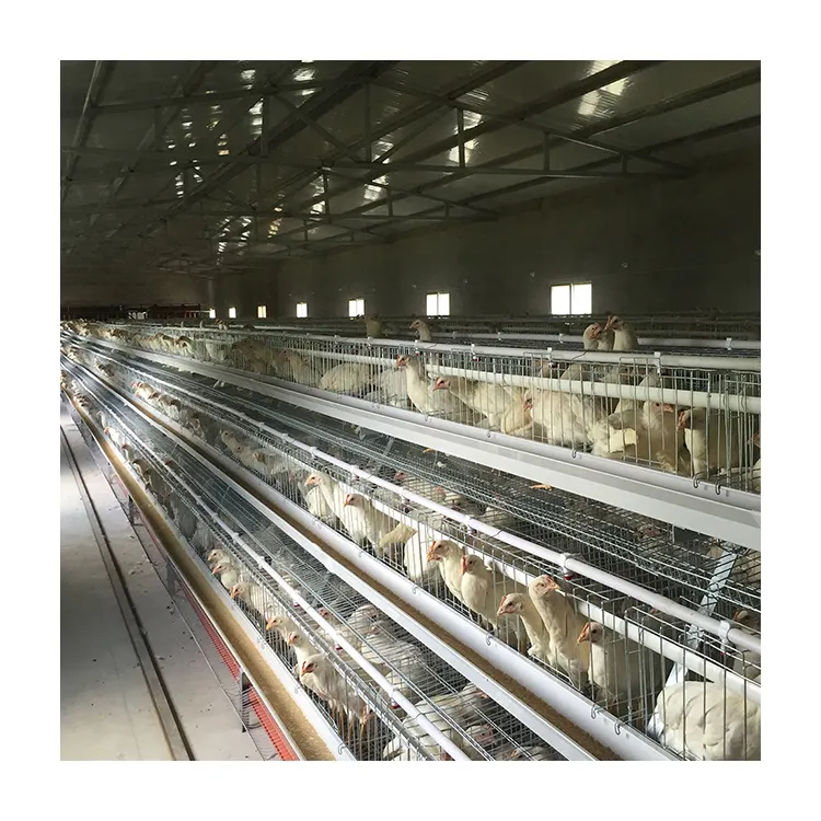 A fábrica vende um tipo de sistema de design de gaiola para galinhas poedeiras e equipamento automático para criação de galinhas poedeiras