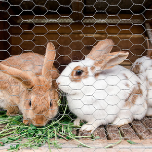 Factory Supply Mini Hole Customized PVC Coated <strong>Hexagonal</strong> Wire Mesh <strong>Netting</strong> for <strong>Small</strong> Animal - Product Image 5