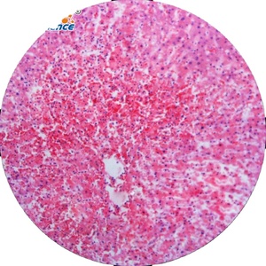 Microscopio de preparación de toboganes, conjunto variado de toboganes para microscopio, cómo hacer toboganes de Biología - Product Image 1
