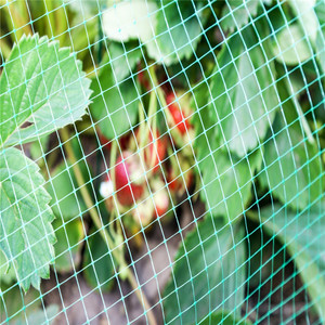 Best Sell 12mm 35g <strong>PP</strong> Extruded <strong>Net</strong> for <strong>Garden</strong> - Product Image 1