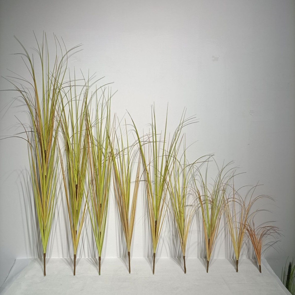 Herbe à oignon aux couleurs d'automne