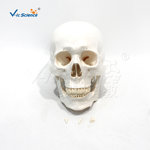 Edical eğitim modeli mankeni kafa gelişmiş anatomik için kafatası iskelet İnsan kafatası modeli kafatası modeli - Product Image 6