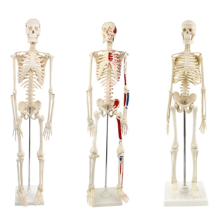 शिक्षण चिकित्सा विज्ञान मानव जीवन आकार कंकाल मॉडल शारीरिक मानव कंकाल मॉडल शारीरिक मानव कंकाल मॉडल - Product Image 2