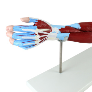 نموذج عضلات الذراع البشري التشريحية من 7 أجزاء مع الأوعية الرئيسية والعصابات - Product Image 4