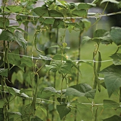 Custom Design <strong>Soft</strong> Mesh Trellis Netting 100% PP <strong>Plastic</strong> Bean Mesh Squash Netting Garden <strong>Plastic</strong> Trellis <strong>Net</strong> for Vegetable - Product Image 2