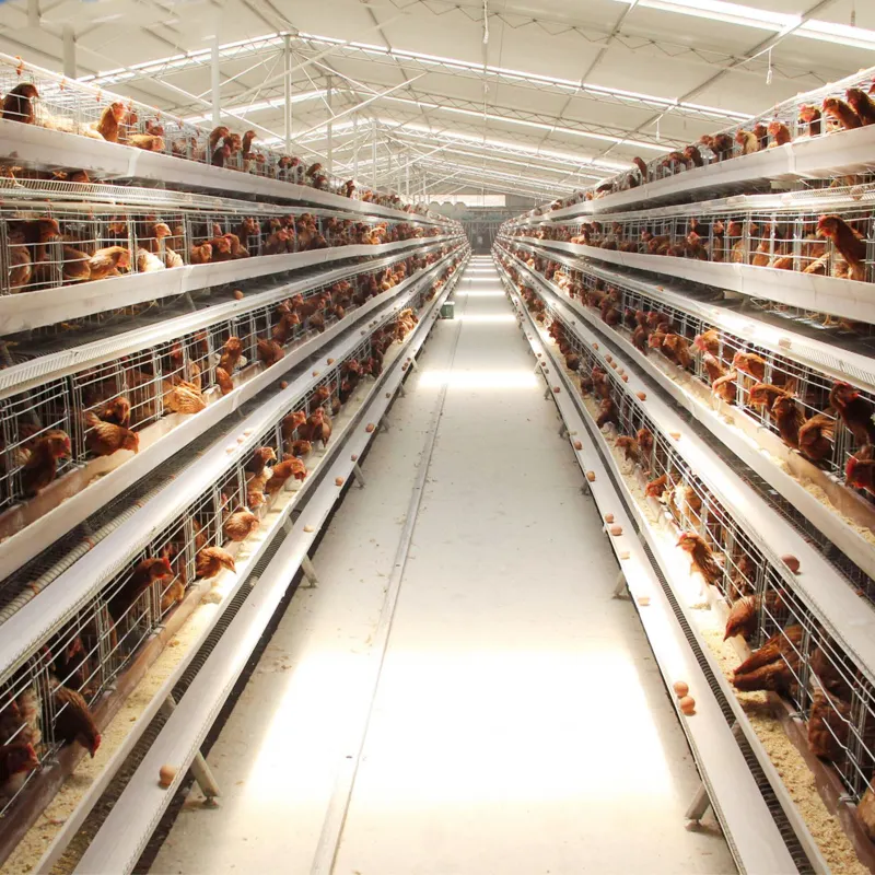 H type poultry egg layer battery cages system 1000 chickens poultry farm for 10000 birds