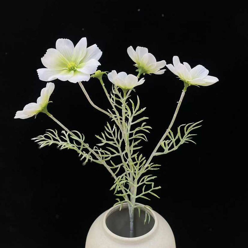 Cosmos au toucher blanc