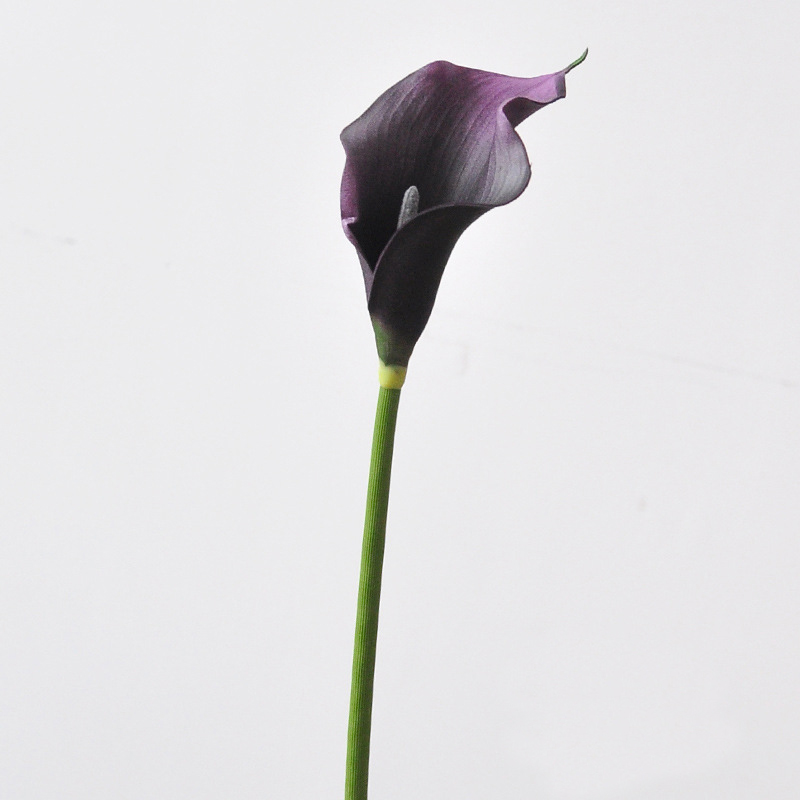Purple Black