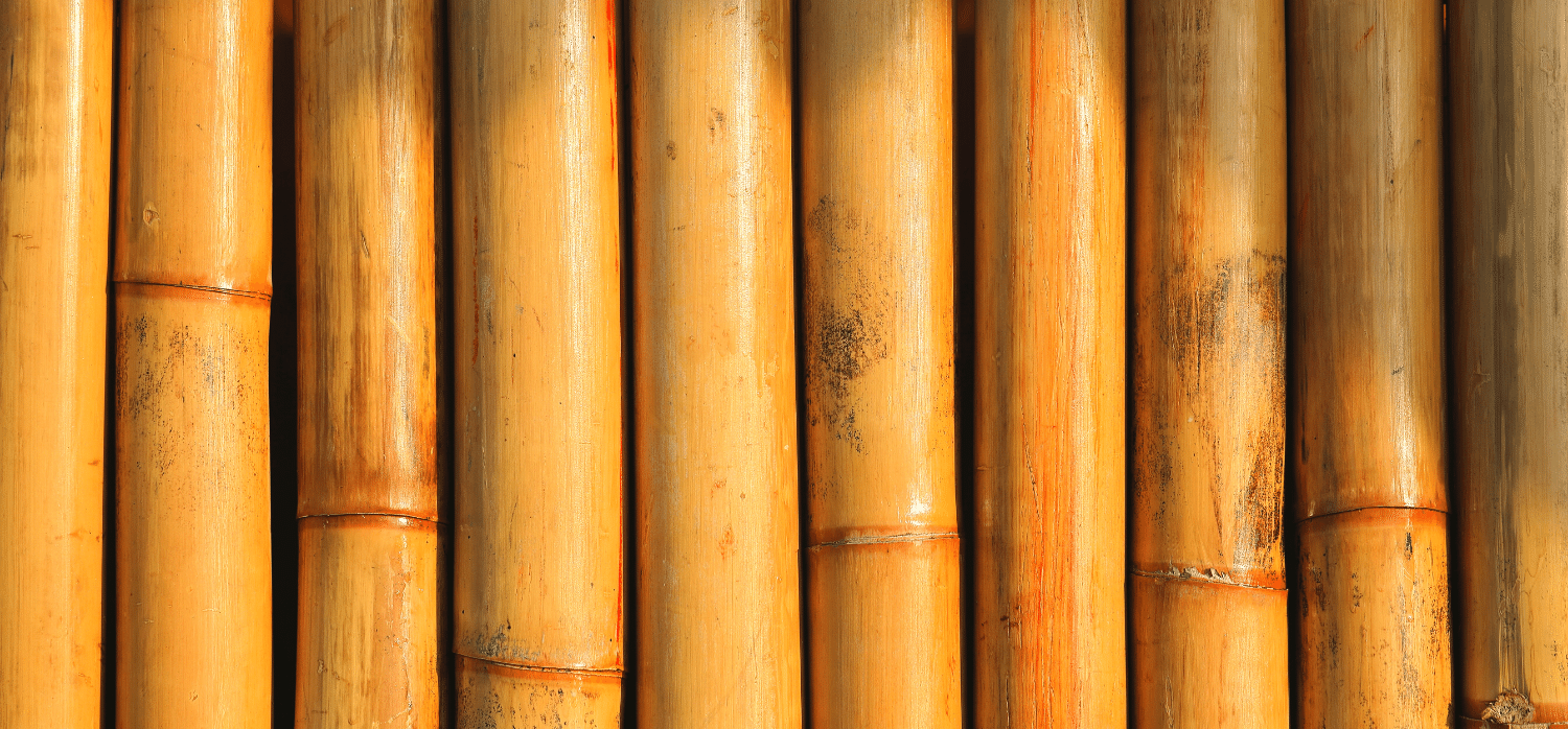 bamboo