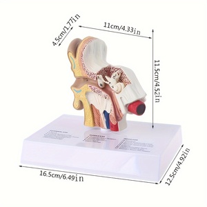 İnsan kulak anatomisi modeli yaşam boyu kulak yapısı işitsel öğrenme öğretimi için İngilizce etiketli eğitim öğretim aracı - Product Image 6